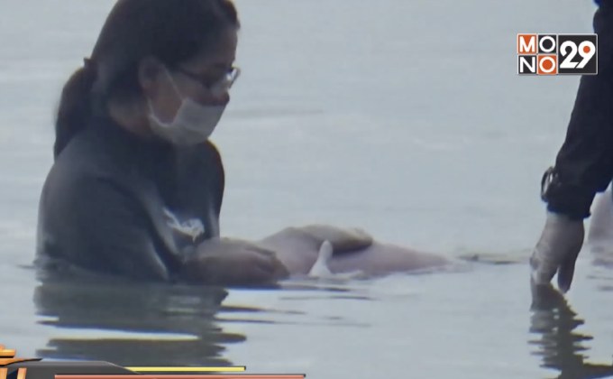 พะยูน “มาเรียม” อาการดีขึ้น