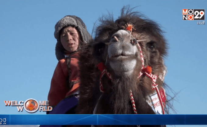 เทศกาลอูฐมองโกเลีย