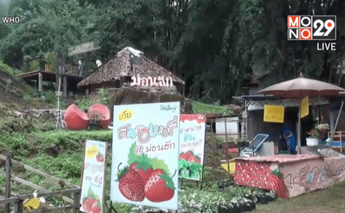 ไร่สตรอว์เบอร์รี เชียงใหม่ พร้อมรับนักท่องเที่ยว