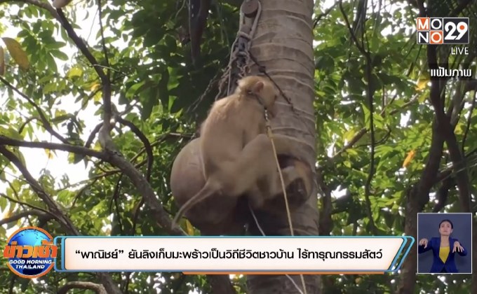 “พาณิชย์” ยันลิงเก็บมะพร้าวเป็นวิถีชีวิตชาวบ้าน ไร้ทารุณกรรมสัตว์