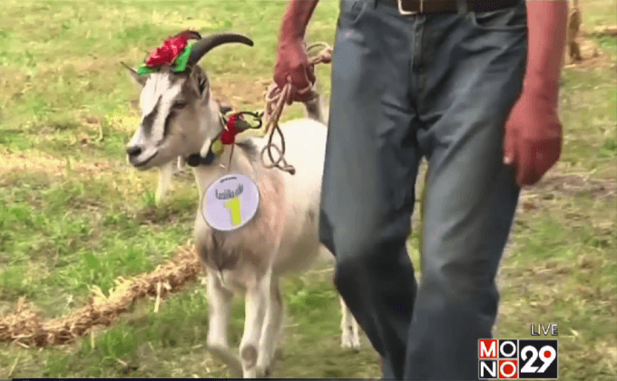 ประกวดแพะที่สวยที่สุดในลิทัวเนีย