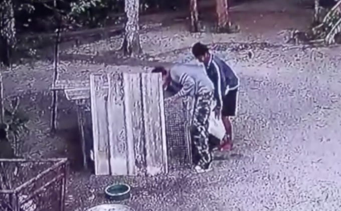 2 วัยรุ่นขโมยไก่ที่เลี้ยงในวัด จ.พัทลุง