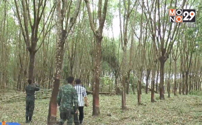 พายุถล่มสวนยางเสียหายกว่า 5,000 ต้น จ.นครพนม