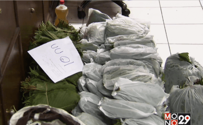 เตรียมถอดกระท่อม กัญชาออกจากยาเสพติด