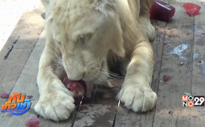 สวนสัตว์เปิดเขาเขียวแจกหวานเย็นช่วยสัตว์คลายร้อน