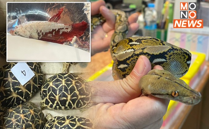 จับคาสนามบิน! ชาวมองโกเลีย ลักลอบนำสัตว์ใกล้สูญพันธุ์ออกนอกประเทศ