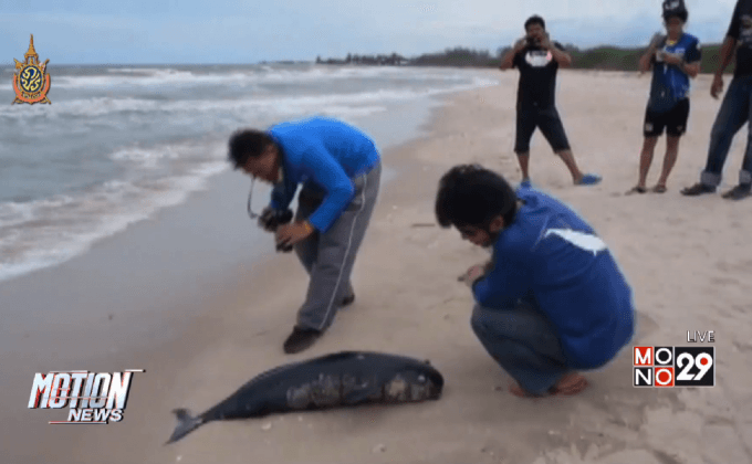 ซากโลมาหัวบาตรเกยตื้นหาดปึกเตียน