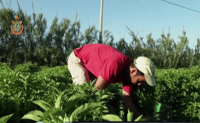 “หญ้าหวาน” พืชแห่งโอกาสของสเปน