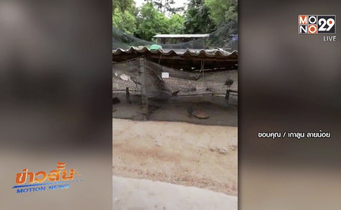 วอนกองทัพลงโทษกรณีใช้พลทหารเลี้ยงไก่