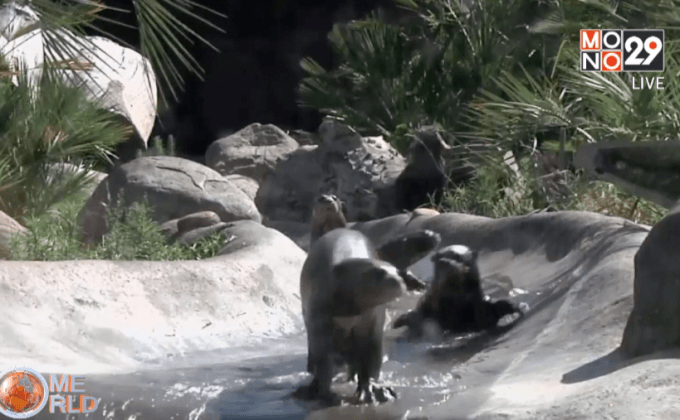 สวนสัตว์ลอสแองเจลีสเผยโฉมลูกนากยักษ์ 3 ตัว