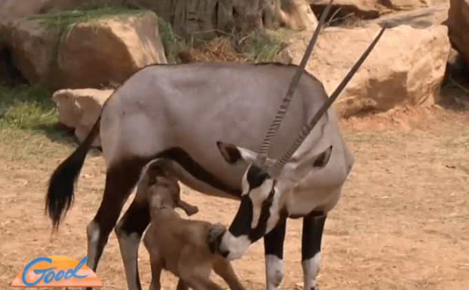 เปิดตัวลูกออริกซ์ สมาชิกใหม่สวนสัตว์ขอนแก่น