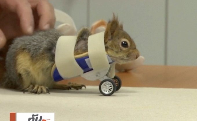 ติดล้อช่วยเดินให้กระรอกพิการ