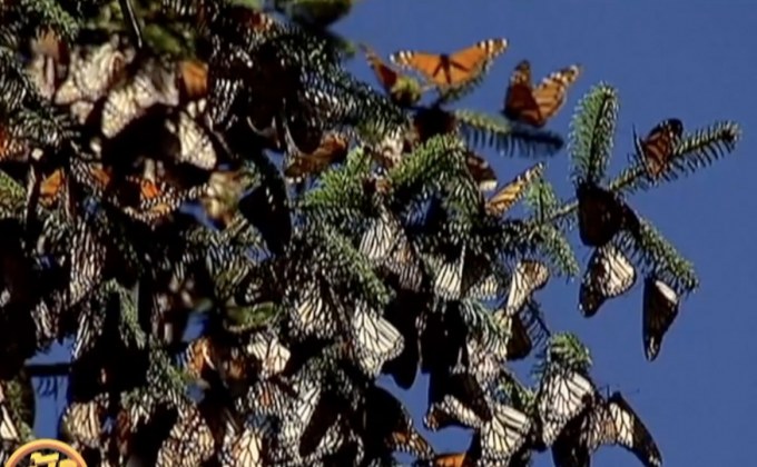 เม็กซิโกเปิดพื้นที่สงวนพันธุ์ผีเสื้อจักรพรรดิ