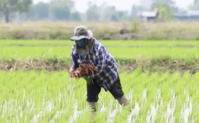 ชาวนาถือฤกษ์ดีวันพืชมงคลเริ่มปลูกข้าว