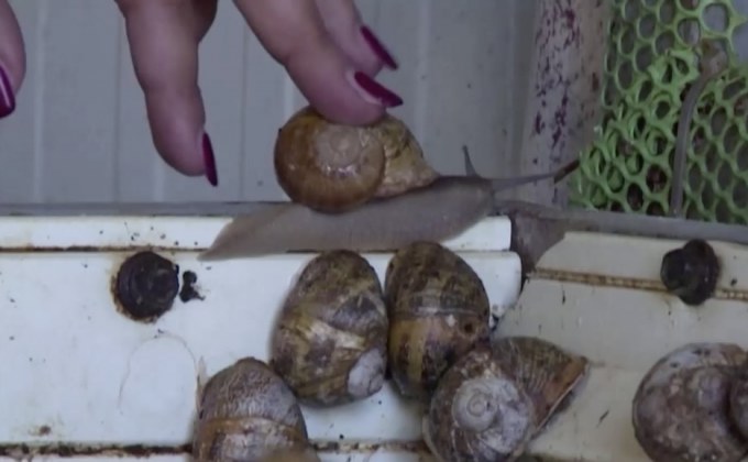 ธุรกิจเลี้ยงหอยทากเพื่อเครื่องสำอาง