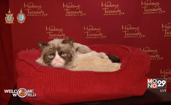 แมวหน้าบึ้งร่วมงานในสหรัฐฯ