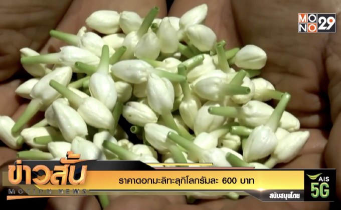 ราคาดอกมะลิทะลุกิโลกรัมละ 600 บาท