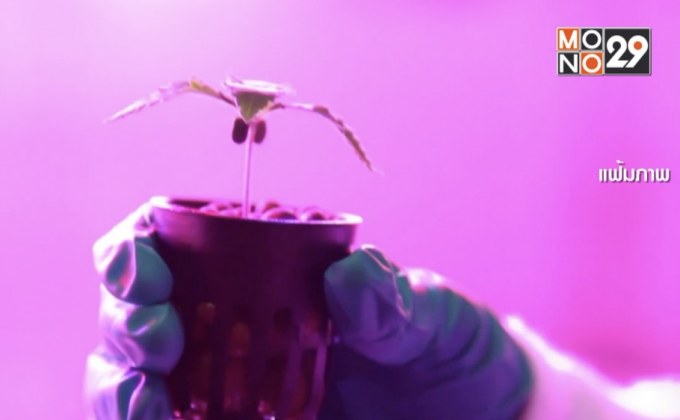 ลุ้นผลศึกษากัญชา-กัญชง-กระท่อม