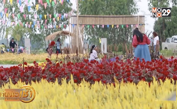 เปลี่ยนนาข้าวเป็นสวนดอกไม้