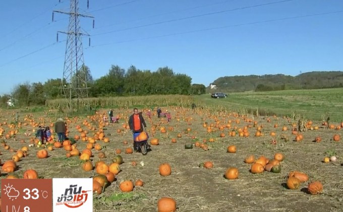 สวนฟักทองคึกคักรับเทศกาล “ฮาโลวีน”