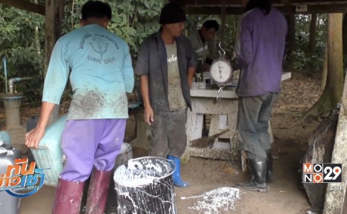 เครือข่ายชาวสวนยางฯ ภาคใต้ เตรียมหารือหลังราคาตก