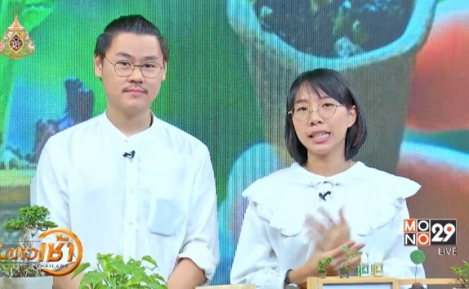 ต้นไม้สายย่อ