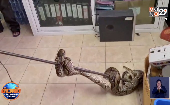 งูเหลือมบุกห้องสืบสวน ตำรวจต้องเรียกเทศบาลช่วยจับ