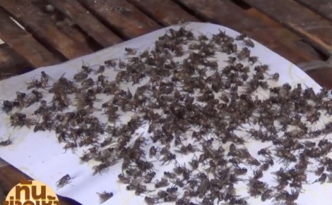 ชาวกระบี่ผวา! แมลงวันบุกบ้านนับแสนตัว