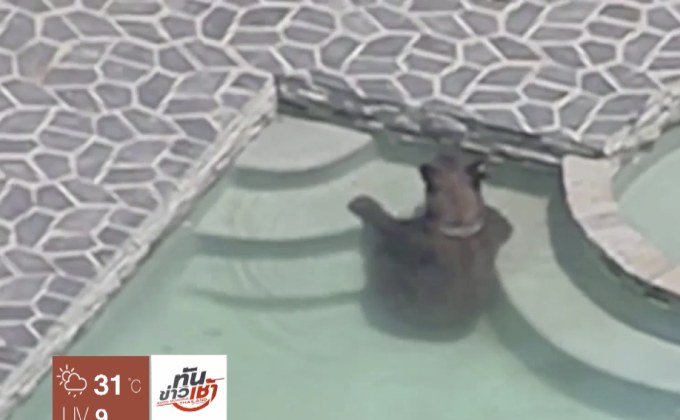 หมีดำหนีร้อนแช่น้ำในสระ