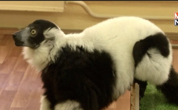 “ลีเมอร์” ทำนายรัสเซียเฮ-เปรูพลิกล็อกโค่นฝรั่งเศส