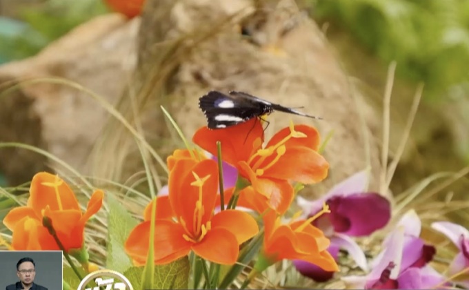 นิทรรศการ “บ้านแห่งผีเสื้อ” ในอิตาลี