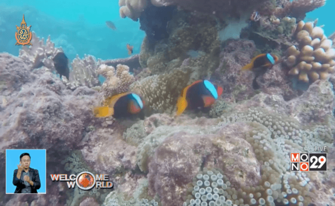 แนวปะการังทั่วโลกกำลังฟื้นตัว