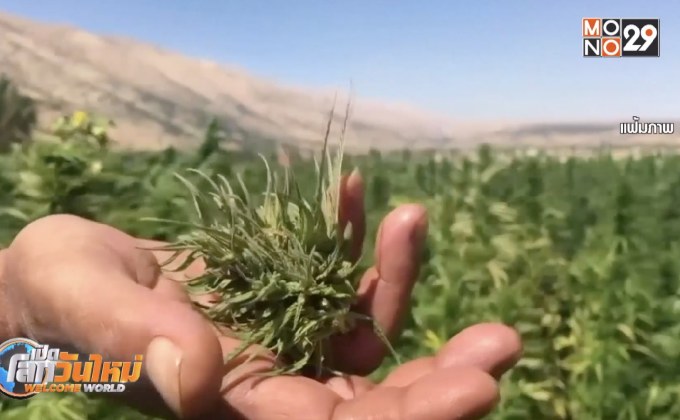 ออสเตรเลียเล็งให้ทุนวิจัยกัญชาทางการแพทย์