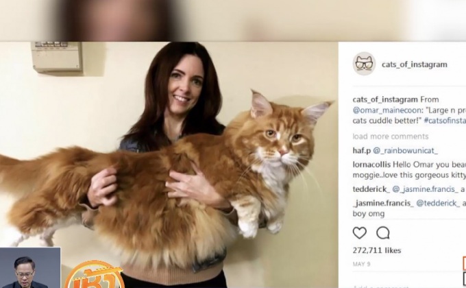 “โอมาร์” ว่าที่แมวลำตัวยาวที่สุดในโลก