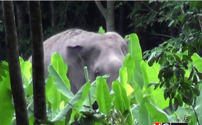 ช้างป่า 3 ตัวเข้าทำลายข้าวของชาวบ้านที่จันทบุรี