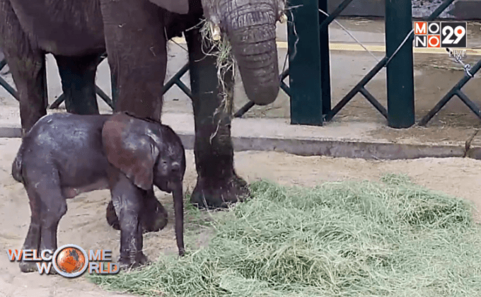 ลูกช้างเกิดใหม่ในรัฐเทกซัส สหรัฐฯ