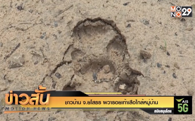 ชาวบ้าน จ.ยโสธร ผวารอยเท้าเสือใกล้หมู่บ้าน