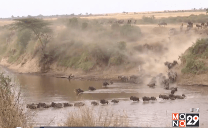 การอพยพครั้งใหญ่ของวิลเดอบีสต์