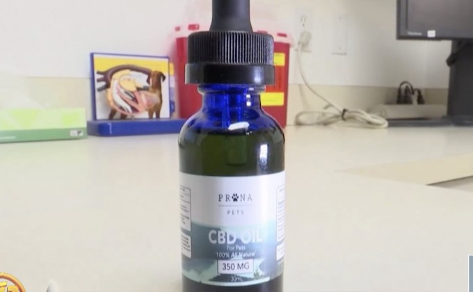 นักวิจัยศึกษายาสกัดจากกัญชารักษาโรคในสุนัข