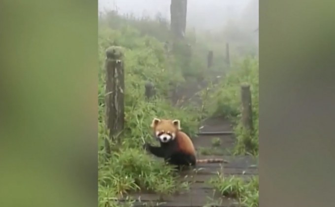 เผยภาพสัตว์ป่าหายากในเขตอนุรักษ์จีน