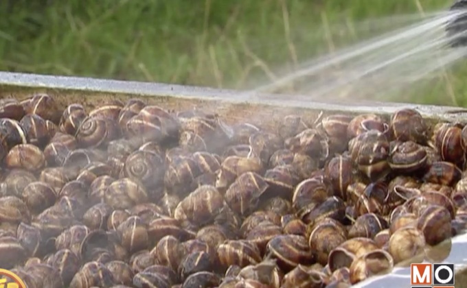 ฟาร์มเลี้ยงหอยทากองุ่นในรัสเซีย