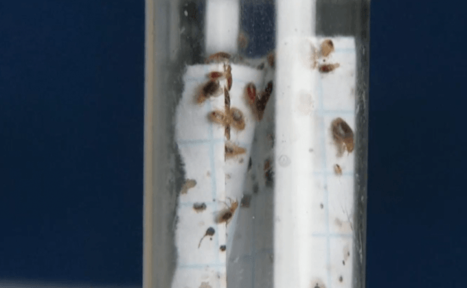 นักวิทยาศาสตร์ศึกษาพันธุกรรมตัวเรือดเพื่อผลิตยาฆ่า