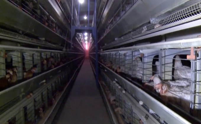 โปแลนด์เผชิญการระบาดของไข้หวัดนก H5N8