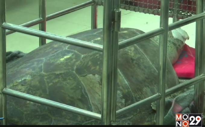 ผ่าท้องช่วยชีวิต เต่าออมสิน เจอเหรียญหนัก 5 กก.