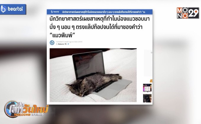 เผยเหตุที่แมวชอบนั่งบนแล็ปท็อป จนได้ฉายา “แมวพิมพ์”