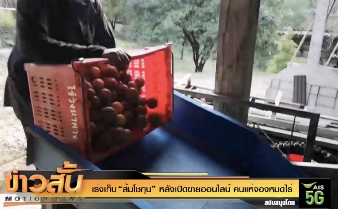 เร่งเก็บ “ส้มโชกุน” หลังเปิดขายออนไลน์ คนแห่จองหมดไร่