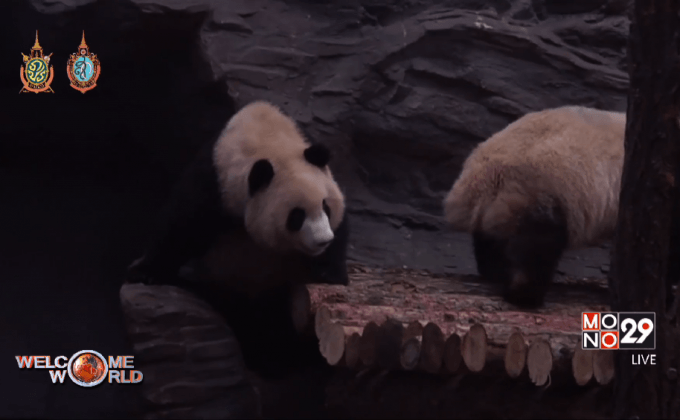แพนด้าแฝดในออสเตรียเริ่มลืมตาดูโลก