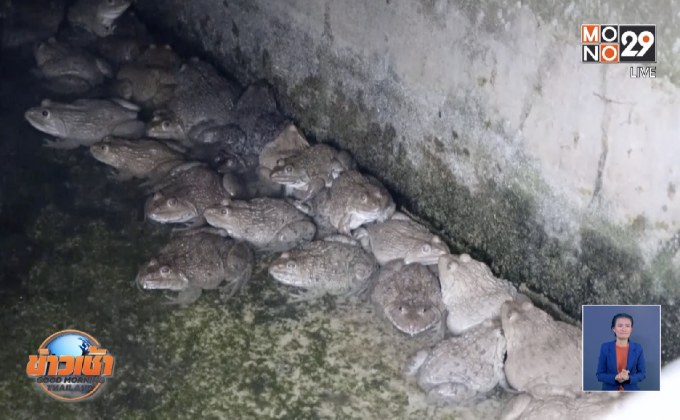 ช่วยกบหนาว หวั่นช็อกตายยกบ่อ