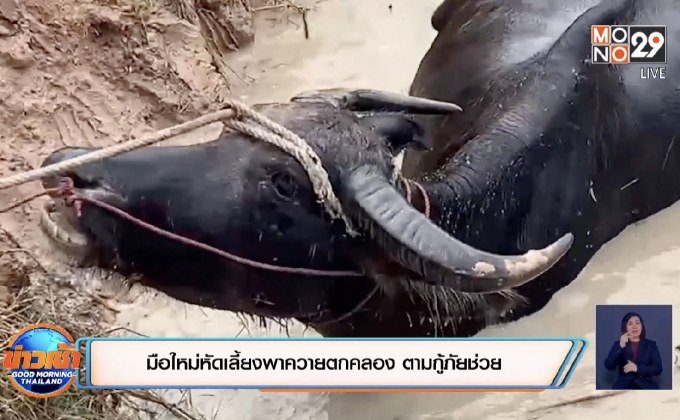 มือใหม่หัดเลี้ยงพาควายตกคลอง ตามกู้ภัยช่วย