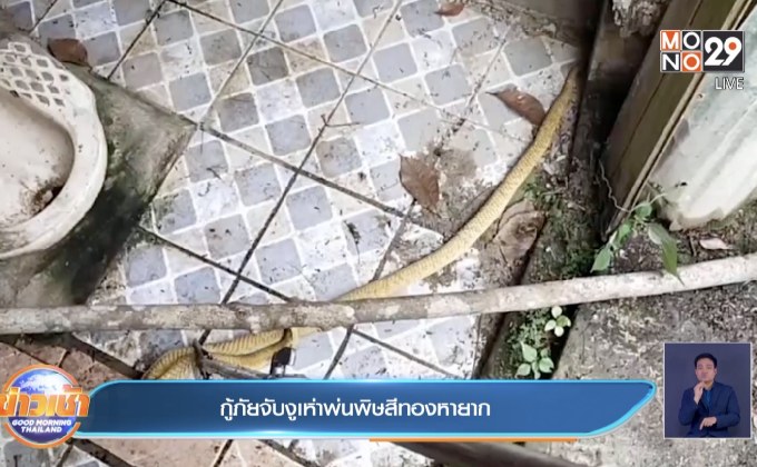 กู้ภัยจับงูเห่าพ่นพิษสีทองหายาก